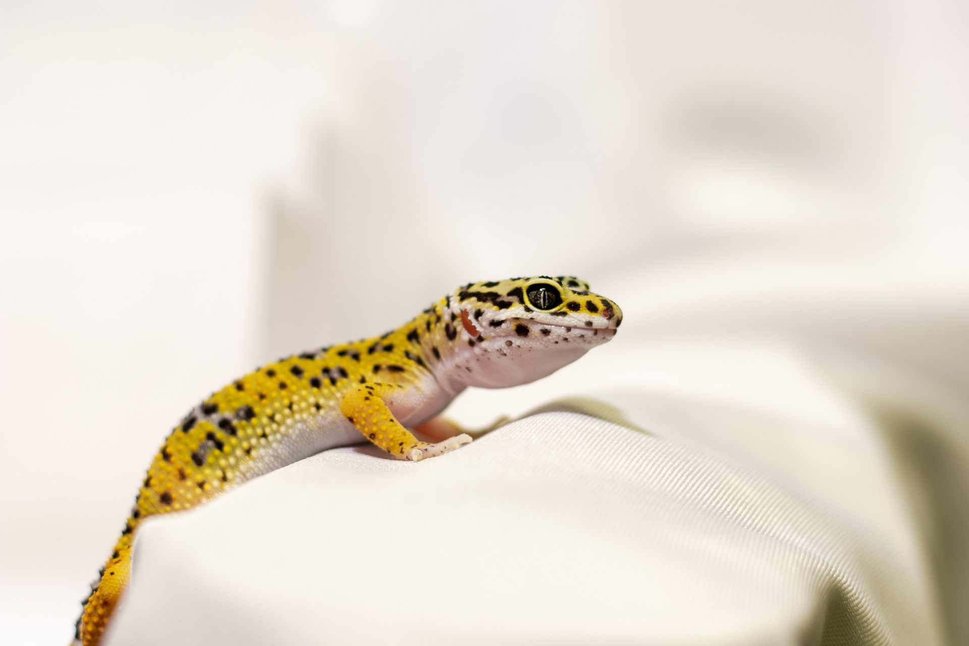 A young wild-type leopard gecko with yellow and black spots, resting on a soft white surface