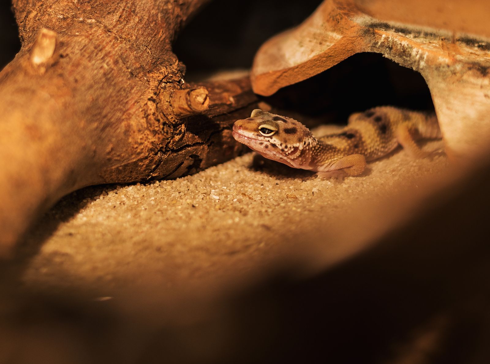 A leopard gecko peeking out from a warm sand cave inside its habitat