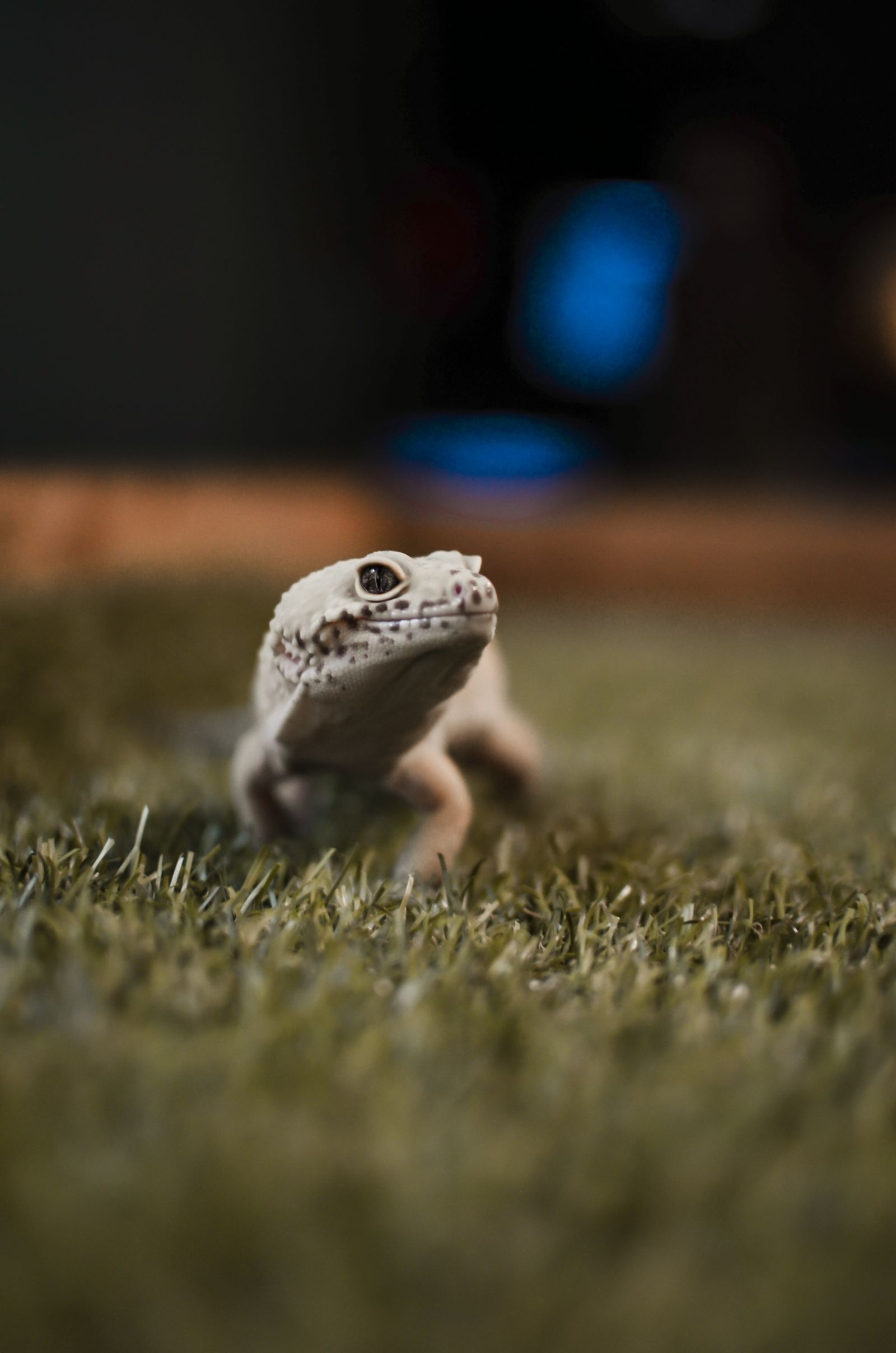 A white (blizzard morph) leopard gecko standing on artificial grass with soft blue bokeh lights in the background